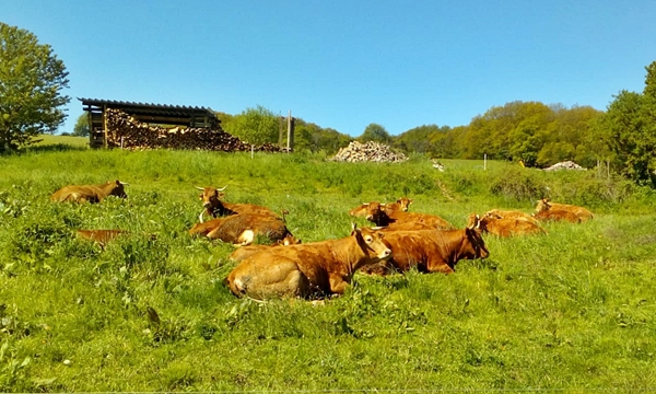 Rinder auf der Weide Hof Conrad Siesbach