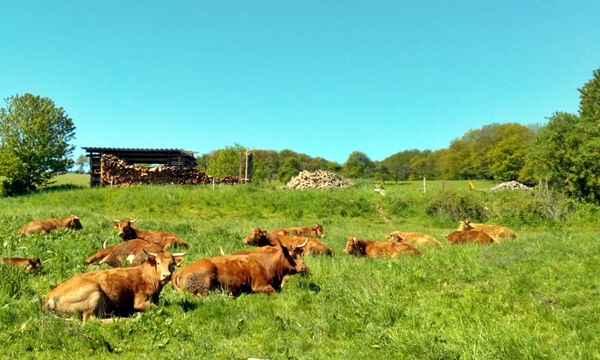Rinder auf der Weide - Hof Conrad Siesbach