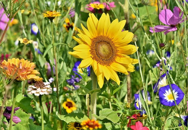 Blumenwiese für Bienen und Insekten